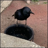 日記画像