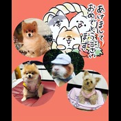 2e4baa8c9903509e52406f9dca248204