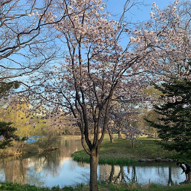 夜桜 春斗