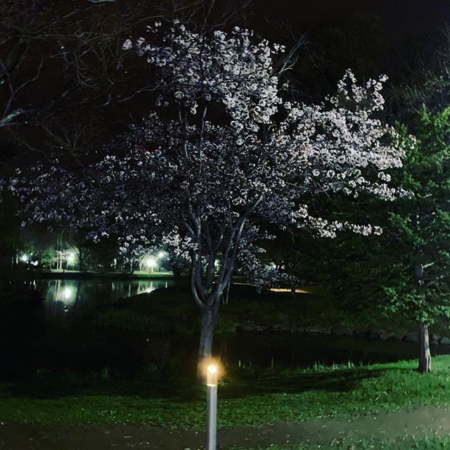 夜桜 春斗