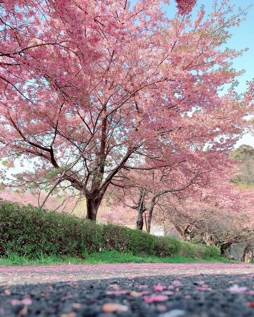 介翔